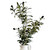 Olive Branch
