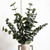 Eucalyptus Branches