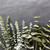 Eucalyptus Branches