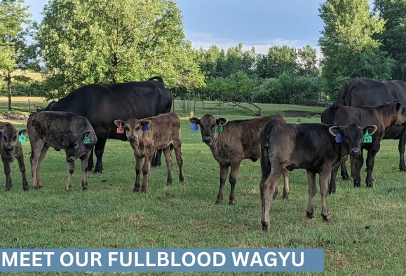 Fullblood Wagyu at Malloy Farms in Brainerd, MN