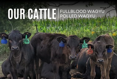 Fullblood Wagyu and Polled Wagyu Cattle at Malloy Farms in Brainerd, MN