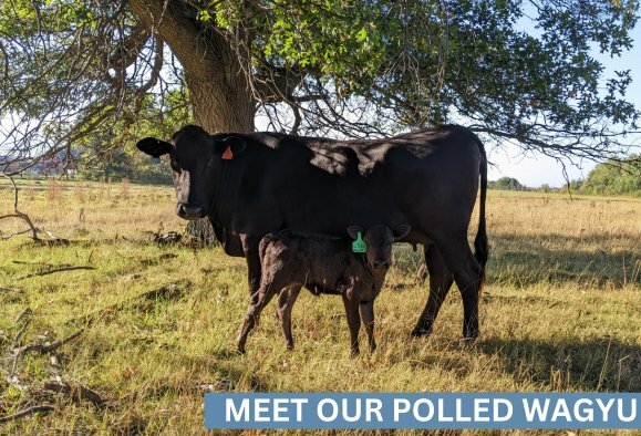 Polled Wagyu at Malloy Farms in Brainerd, MN