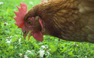 LED Lighting for Hen Houses