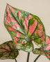 Caladium