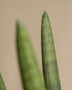 Sansevieria