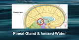 The Pineal Gland & The Benefits of Ionized Water