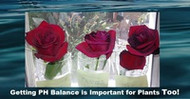 PH Balance in Plants: How I Turned My Mother’s Day Present into an Ionized Water Experiment
