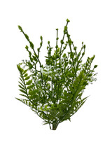 15" Plastic Mixed Flower Bush, Cream