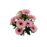 Daisy Bush, Pink