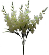 Gladiolus Bush, Cream