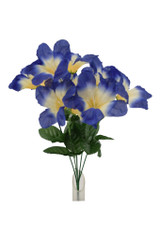 15" Morning Glory Bush,  Royal Blue