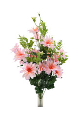 Daisy Bush, Lilac Two Tone