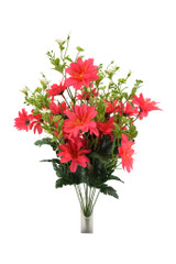 Daisy Bush, Hot Pink