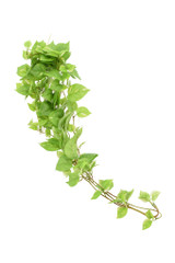 32" Hanging Leaf Bush