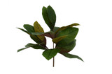 Magnolia Leaf Spray, Green