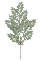 28" Morning Oleifera Spray