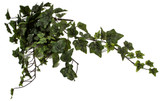 28" English Hanging Ivy