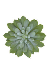 6.5" Echeveria Succulent Pick