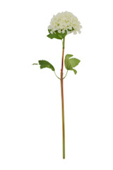 17.5" Mini Hydrangea Stem, White