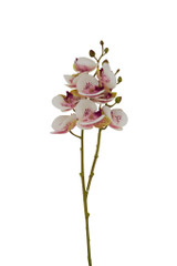 27" Phalaenopsis Spray, Cream & Purple