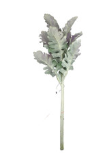 15" Dusty Miller Spray, Purple & Green