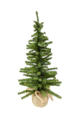 6" Mini Canadian Pine Tree with Burlap Base
