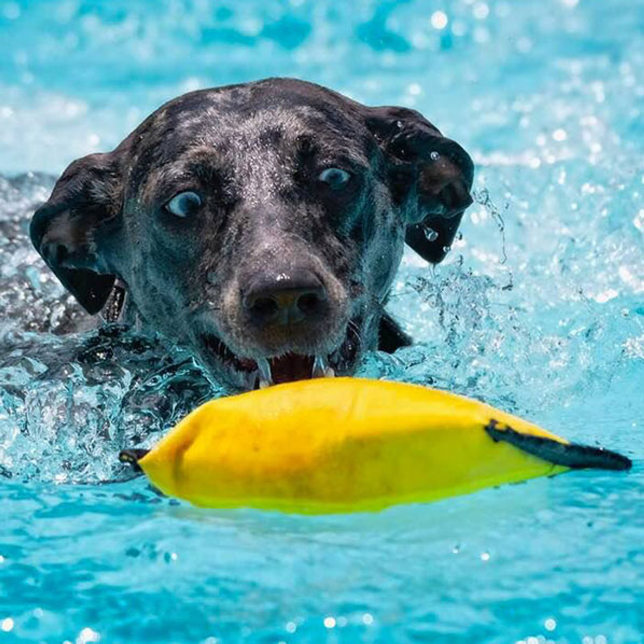 floating dog toys