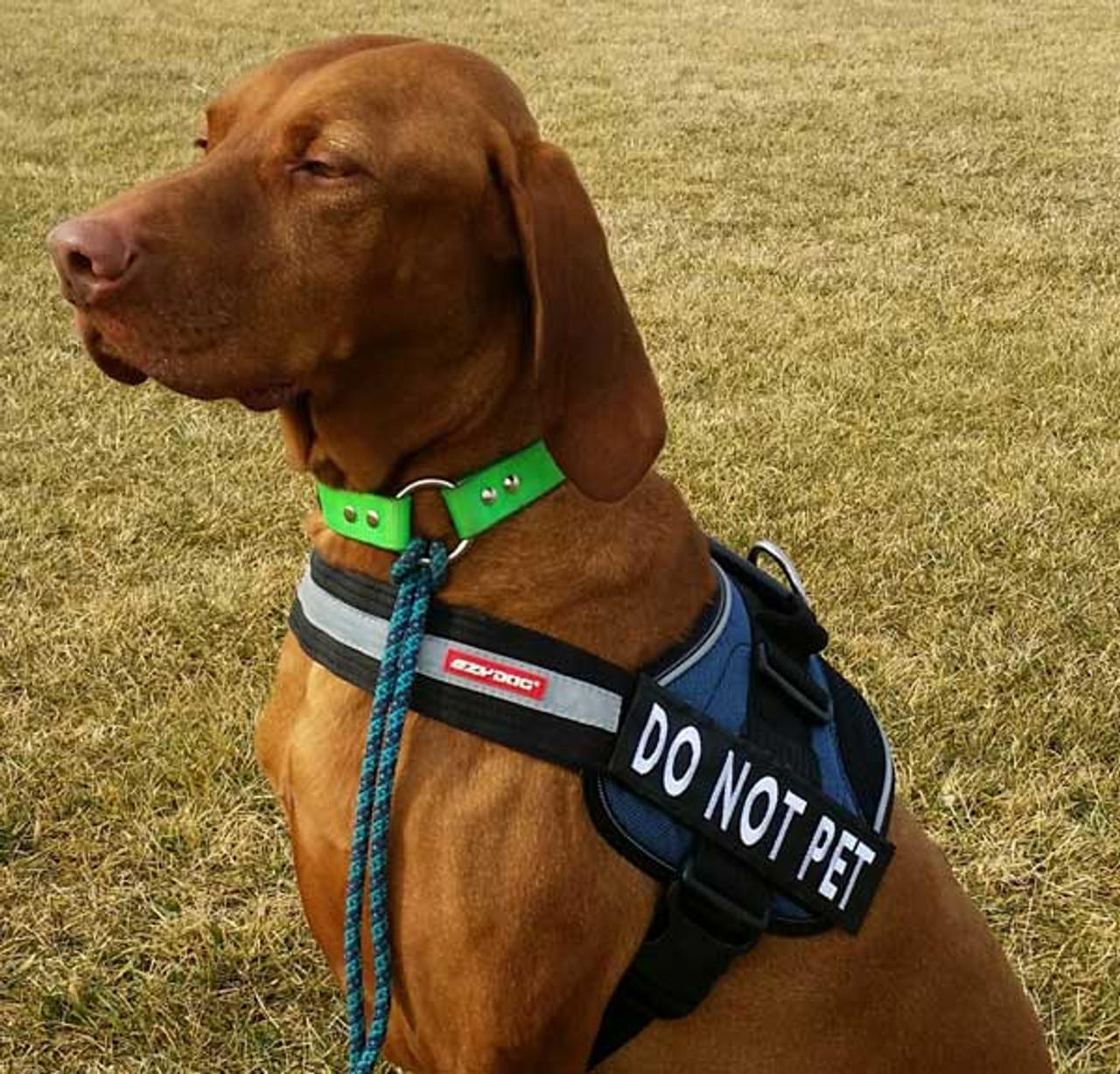 Harness Name Tags