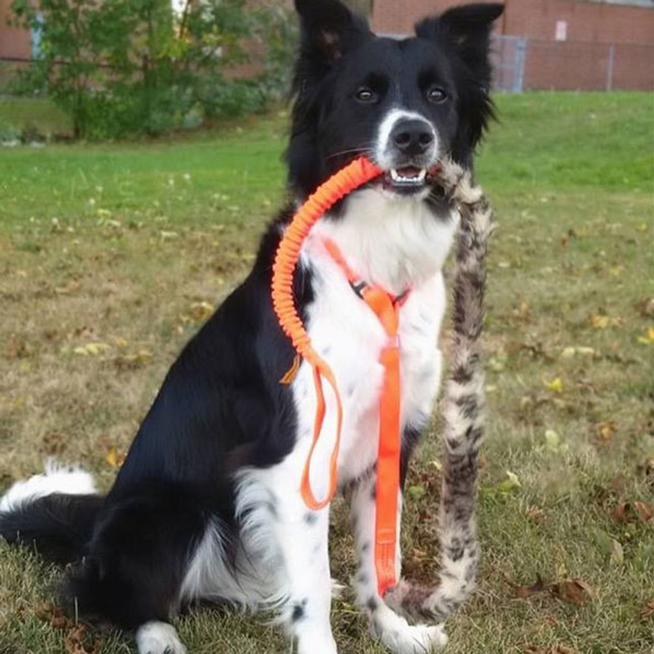 dog agility leash