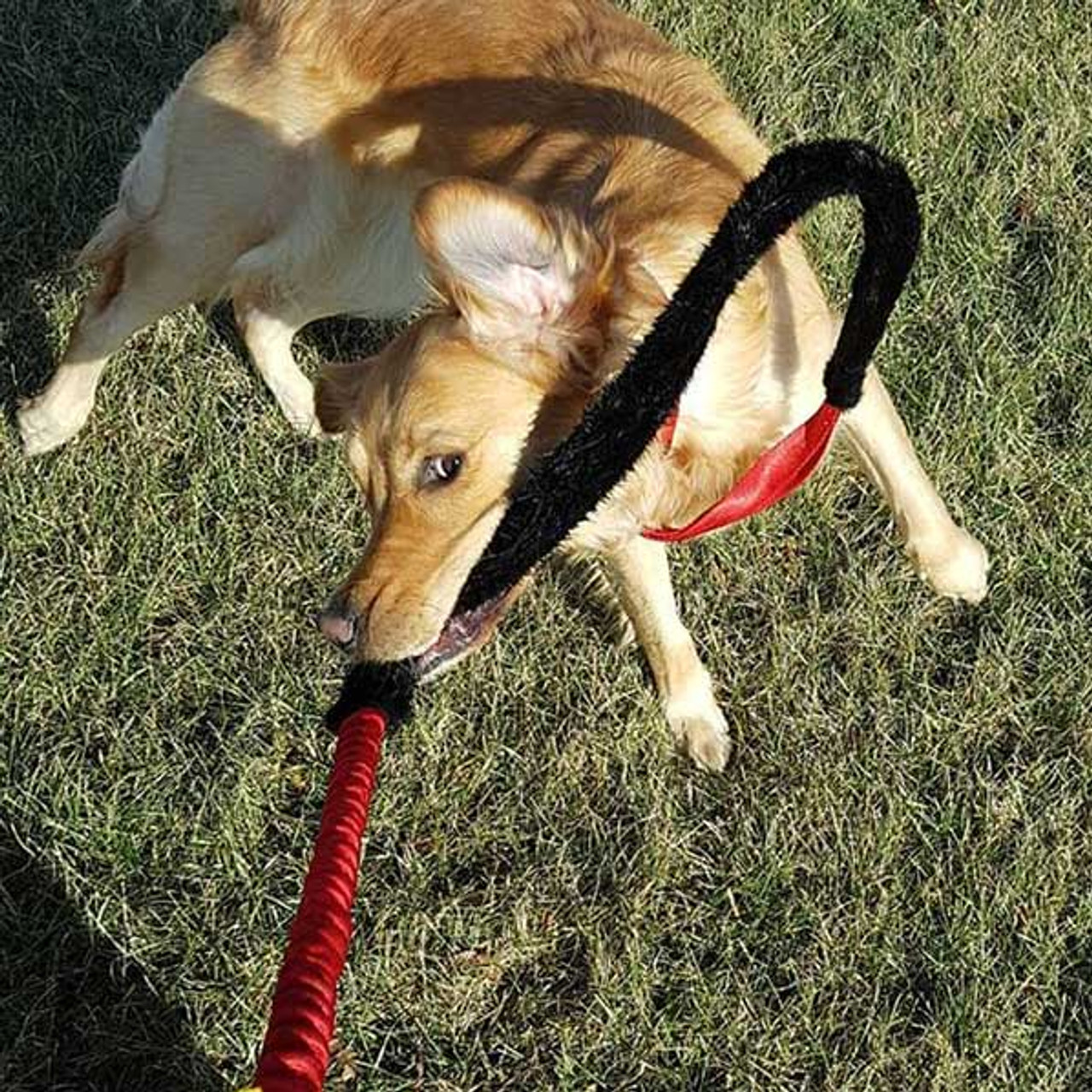 tug dog leash