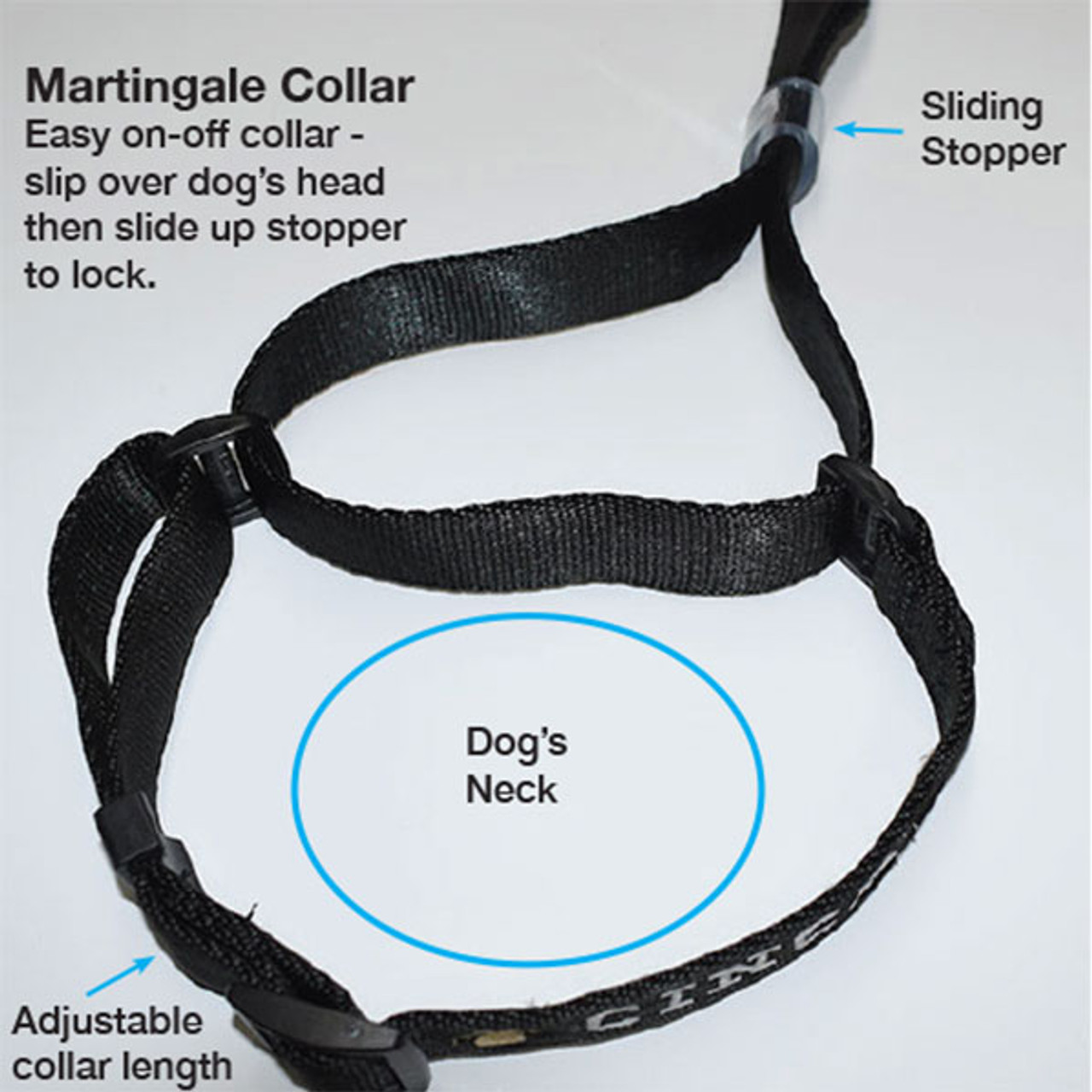 leash training with martingale collar