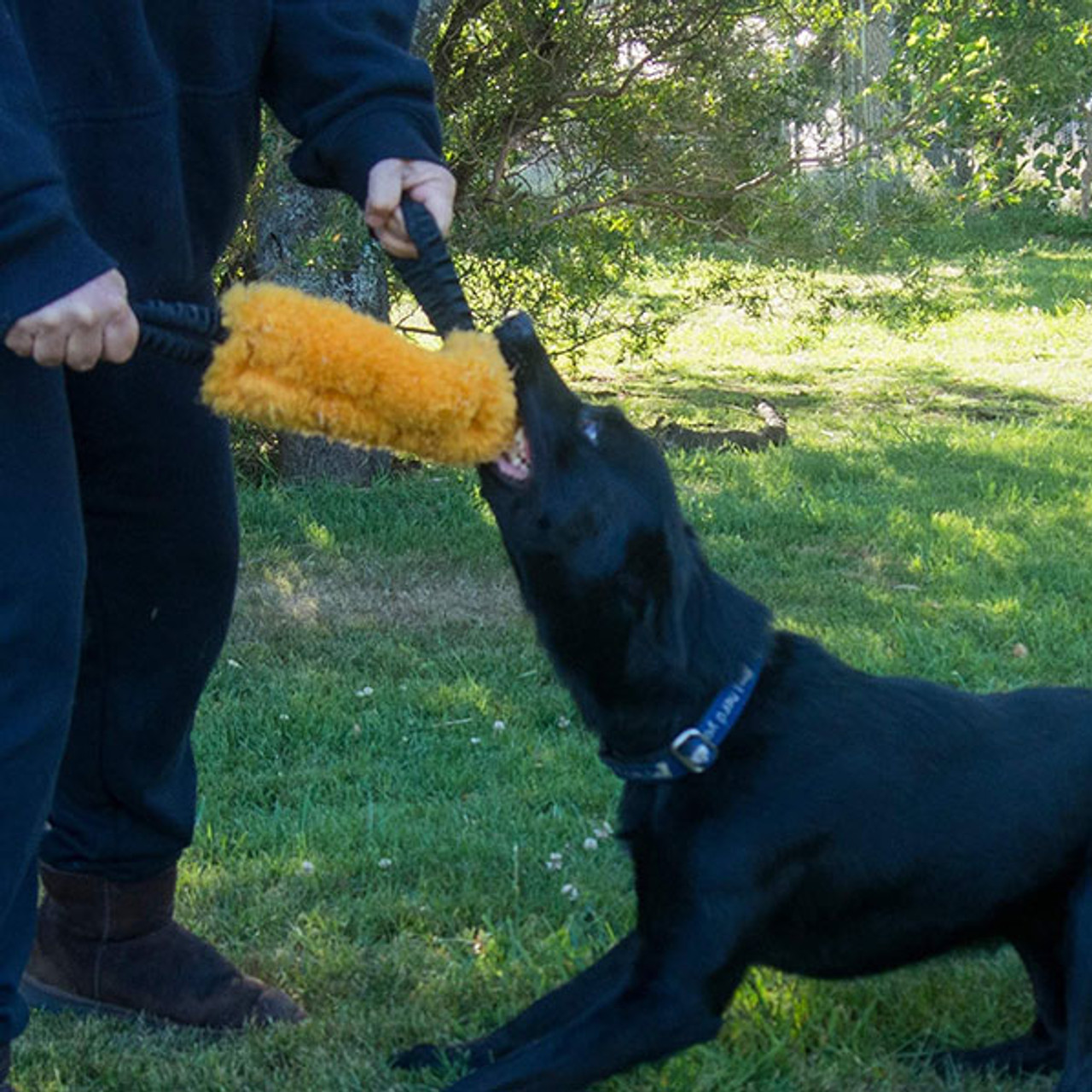 toms for dogs