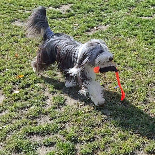 Dog treat bag with Chuckit Fetch ball for teaching retrieving. 

