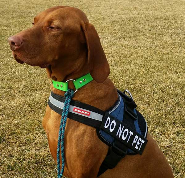EZY Dog harness name tag.
