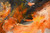 Autumn on Fire