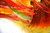 Whispers of Color 4