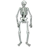 Jointed Skeleton 55"