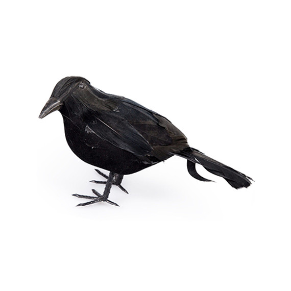 Small Black Crow