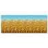 Decorative Cornstalks Backdrop