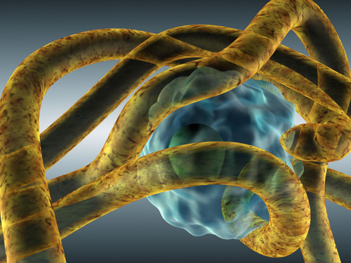 Parasites & Pathogens (Bundle)