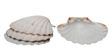 Harold Imports 45678 4" Natural Baking Shell, Set 4