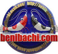 Benibachi