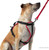 Nathan K9 Series Running Dog Harness Nathan K9 Series Running Dog Harness
