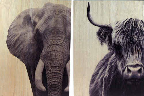 Set Of 2 African 40 x 29cm Animal Wall Pictures - Elephant / Highland Cow