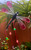 Pink Dragonfly 37cm Hanging Sun Catcher