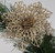 9 Clip On 10cm Champagne Gold Poinsettia Flower Christmas Tree Decorations 9 Clip On 10cm Champagne Gold Poinsettia Flower Christmas Tree Decorations