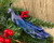 Midnight Blue Peacock Clip On Craft Birds Christmas Tree Decorations (Set of 2)