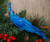 Teal Blue Peacock Clip On Craft Birds - Christmas Tree Decorations (Set of 2)
