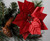Clip On Red 21cm Poinsettia Flower Christmas Tree Decorations (Set of 6)