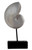 Large White Nautilus Shell Fossil 26cm Sculpture Ornament - Nautical Home Decor